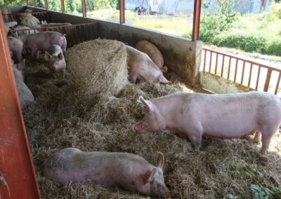 Famille Resse - éleveurs de porcs